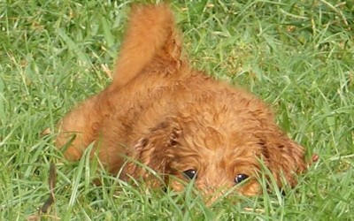 March Doodle Puppies