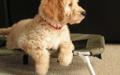 Crate Trained Goldendoodle Puppies