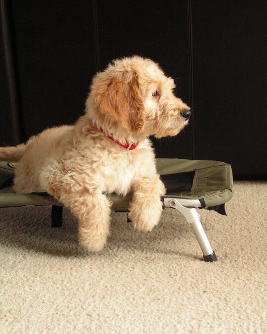 Crate Trained Goldendoodle Puppies