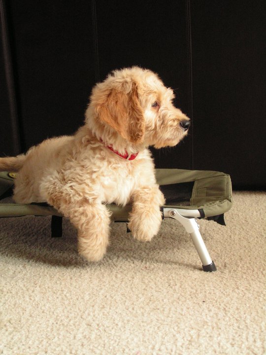 A goldendoodle puppy enjoying his dog cot