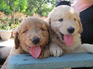 Apricot and cream goldendoodles