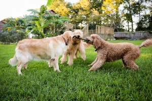 Goldendoodles sure love a good game of tug of war.