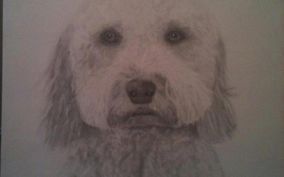 Goldendoodle in pencil