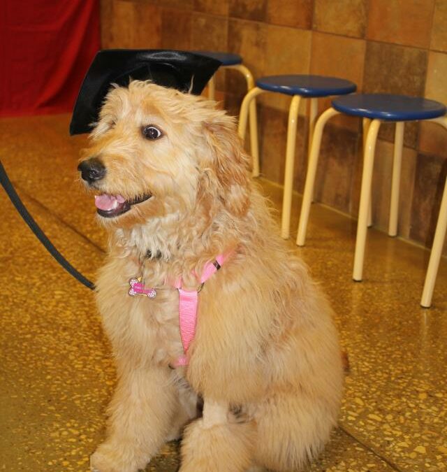 Philly-graduationg-from-Puppy-school_n1