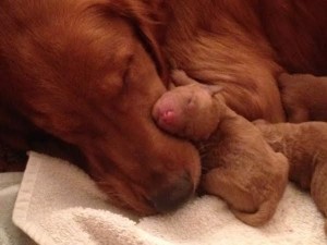 Red goldendoodle puppies