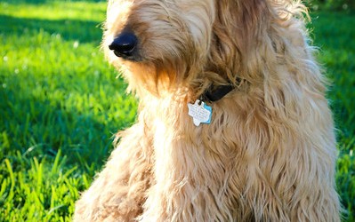 Birthday Celebrations for Willow! Our very special Goldendoodle
