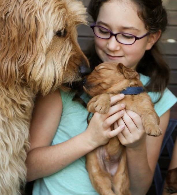 Upcoming Late Summer/Fall Goldendoodle litters