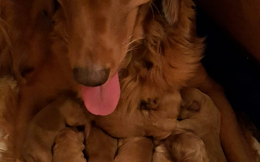 Goldendoodle pups with mom