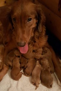 Goldendoodle pups with mom
