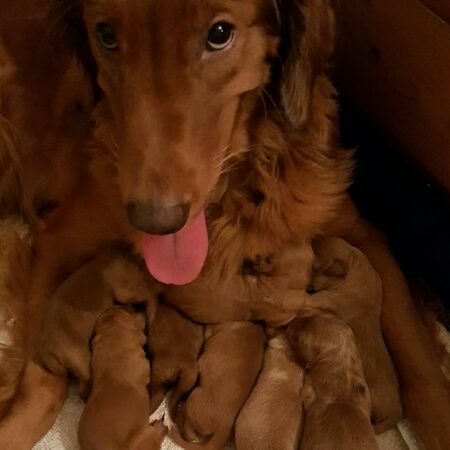 New Goldendoodle Pups