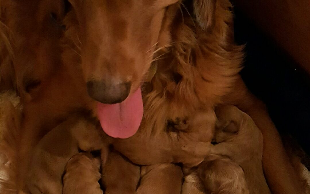 Springtime Goldendoodle Puppies