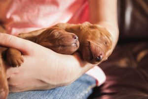 newborn goldendoodle puppies