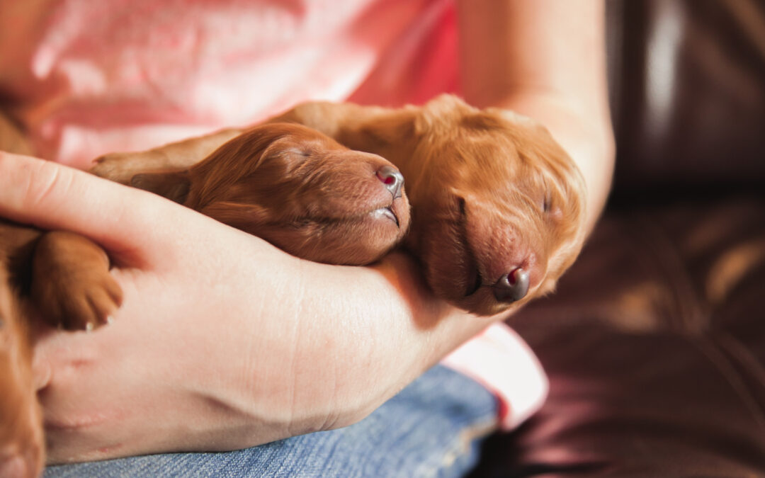 Goldendoodle babies