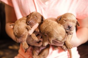 male goldendoodle puppies