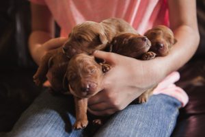 newborn goldendoodle pups