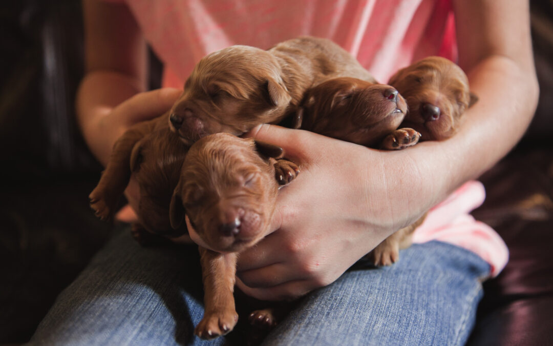 newborn goldendoodle pups
