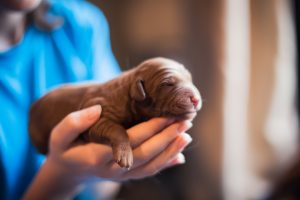 gingers april 2016 litter-2682