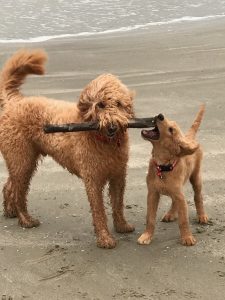 goldendoodle puppies beach
