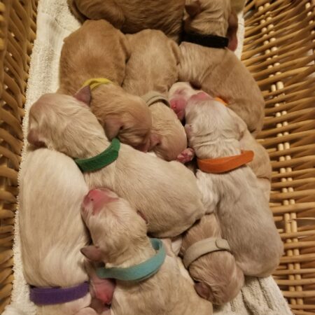 Lucy’s Little Ones and Update on Valorie