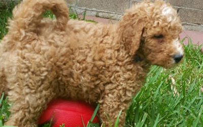 October news and F1b pups