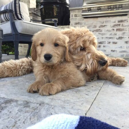 2019 Spring and Summer Doodle News