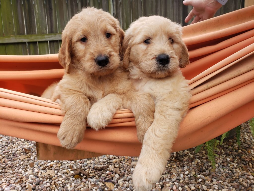 Apricot F1 Goldendoodle Puppies