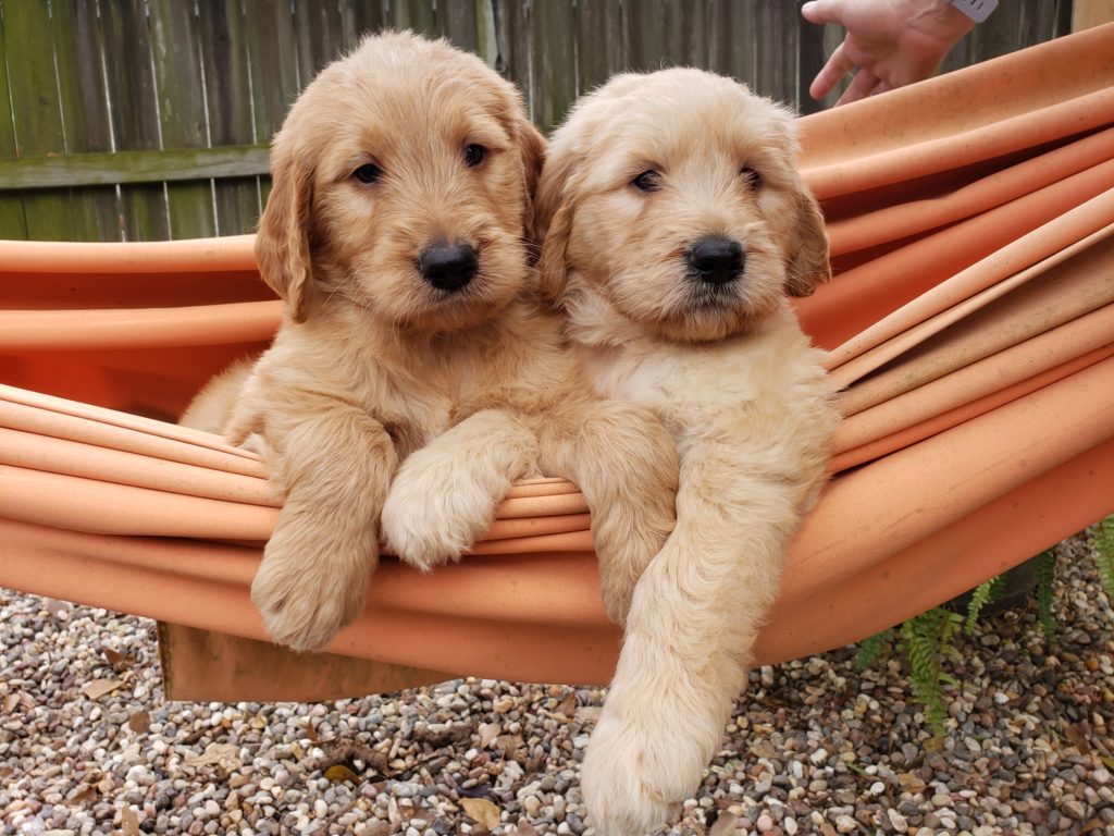 F1 Goldendoodle puppies