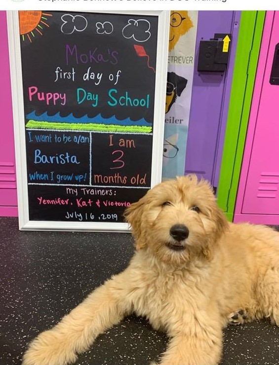 Moka, an F1 goldendoodle is the star of her puppy class. She'll be a barista in no time. 