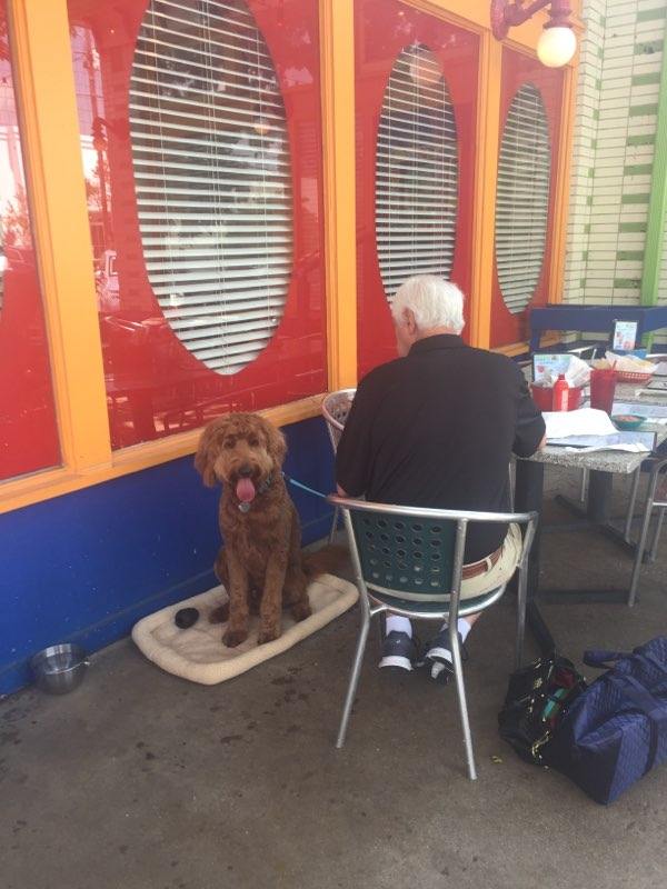 Albert, a red F1 goldendoodle, enjoying the Houston weather on the Chuys patio with dad.
