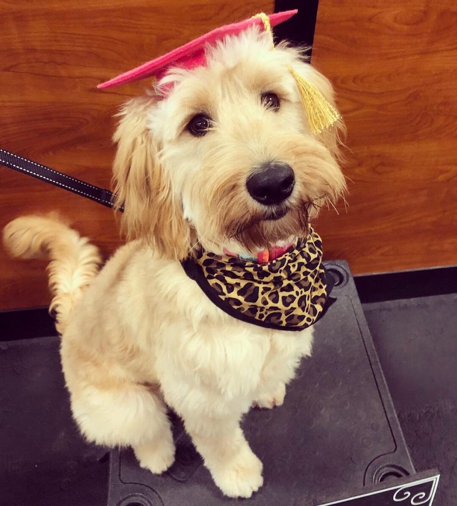 Goldendoodles love learning new things and are fast learners