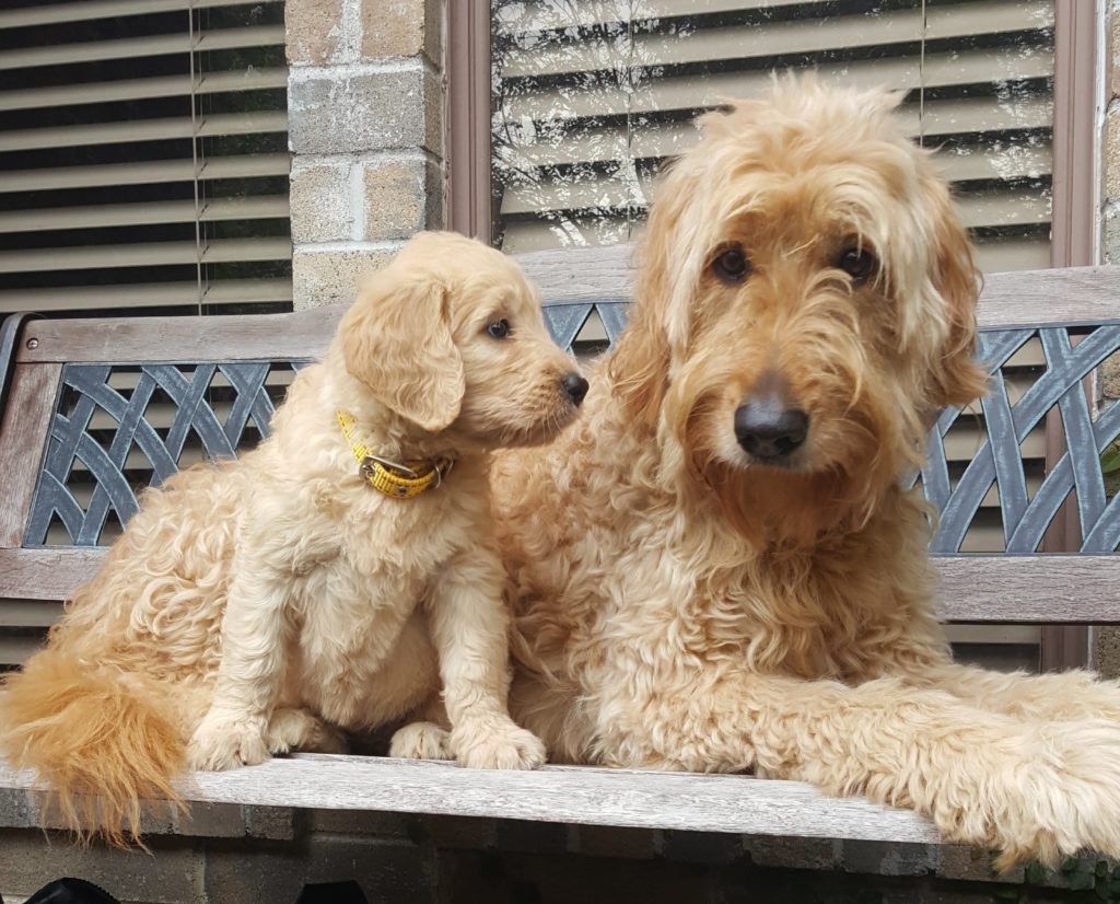 F1 Goldendoodle Puppy Houston