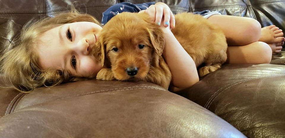 Red goldendoodle puppies available in Houston