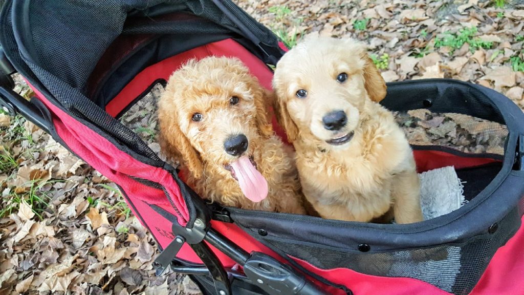 Cream and Apricot goldendoodle puppies