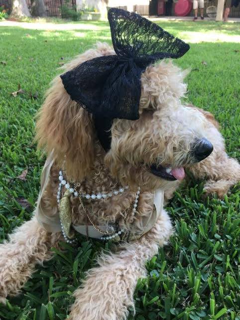 Lily Grace, an F1B Golhdendoodle has a flare for style