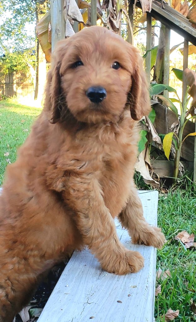 Shaggy wavy goldendoodle puppy