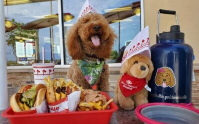 F1 versus F1b Goldendoodle