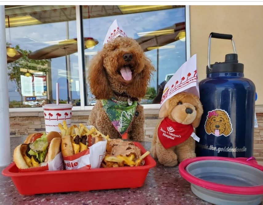 F1 versus F1b Goldendoodle