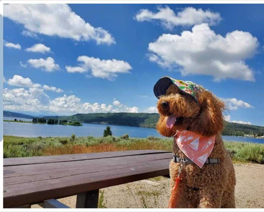 Maple, a curly F1B goldendoodle