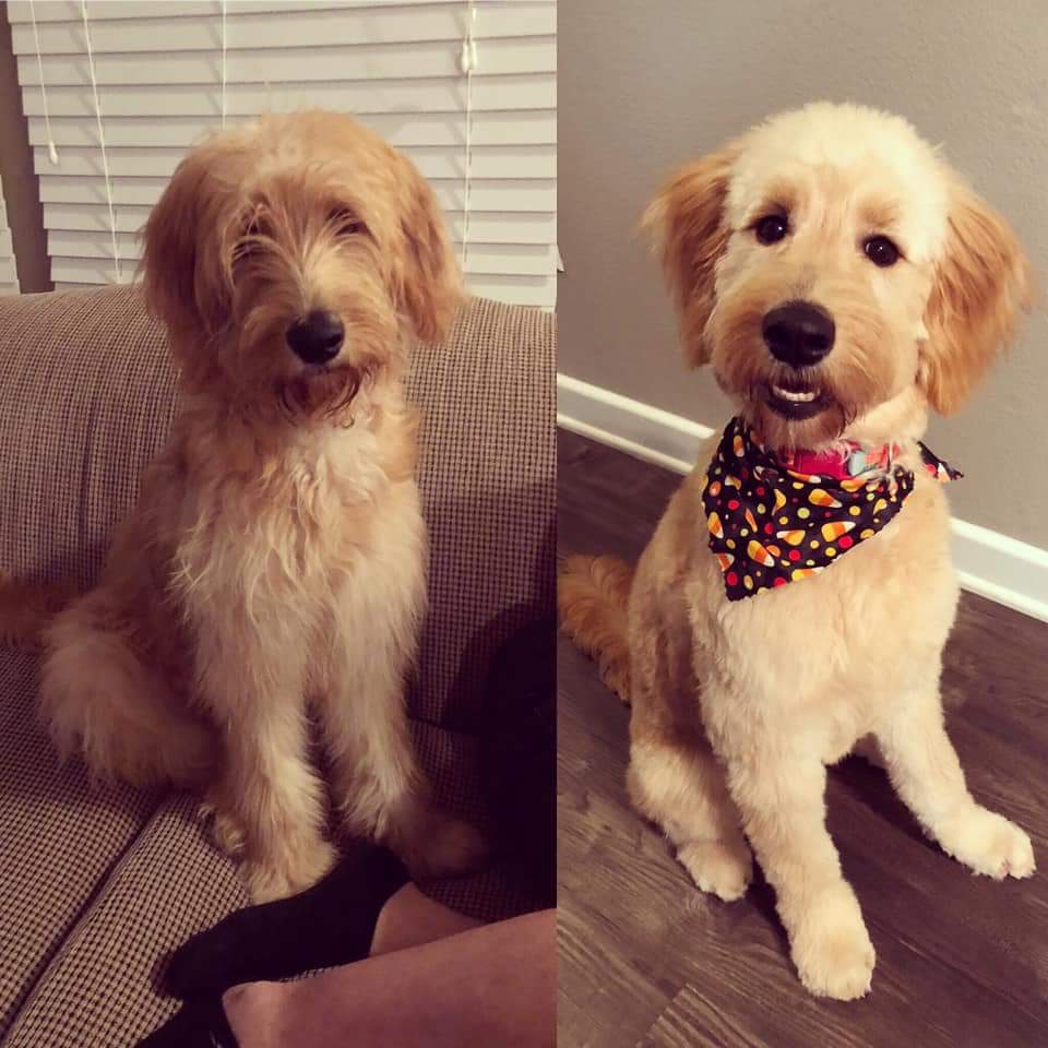 Nala, an F1 apricot goldendoodle, after her first haircut