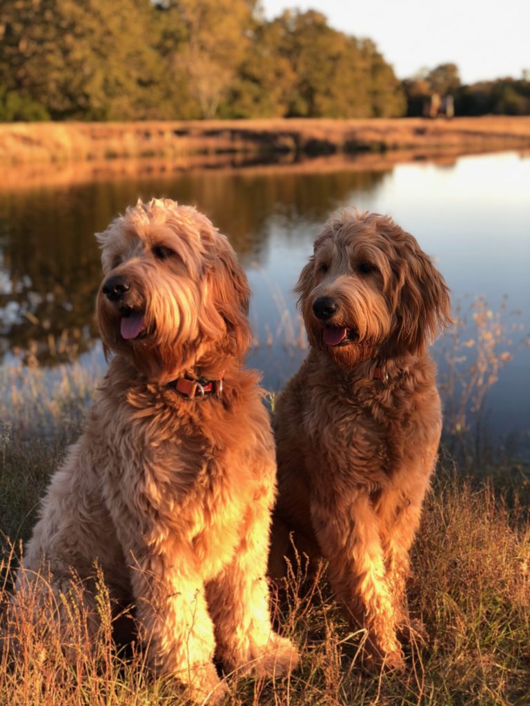 Full grown F1 Goldendoodle brothers
