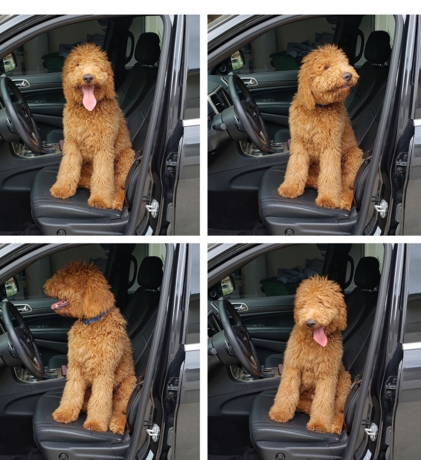 Charlie, an F1B Goldendoodle wants to be a model when he grows up