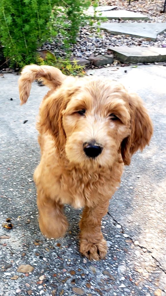 Male Goldendoodle Puppy