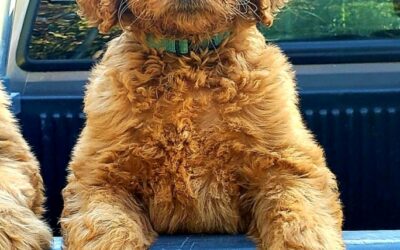 F1 goldendoodle puppies in Texas