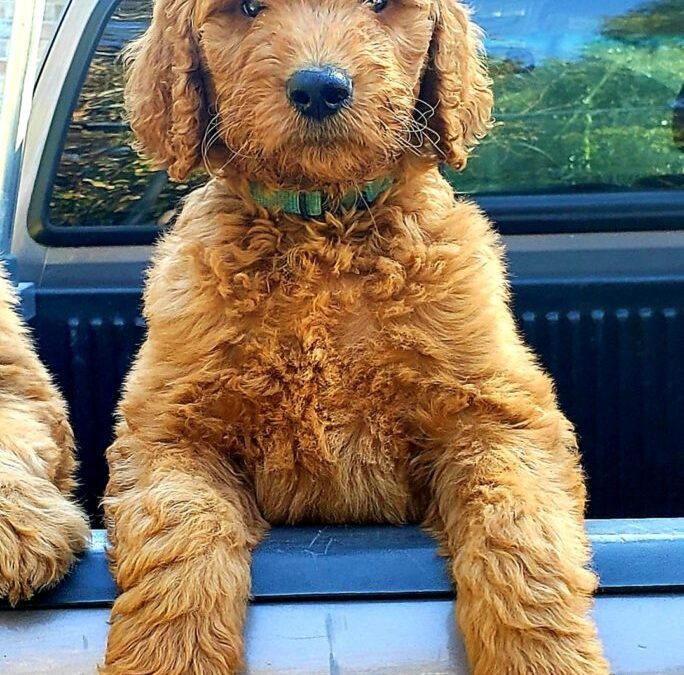 F1 goldendoodle puppies in Texas