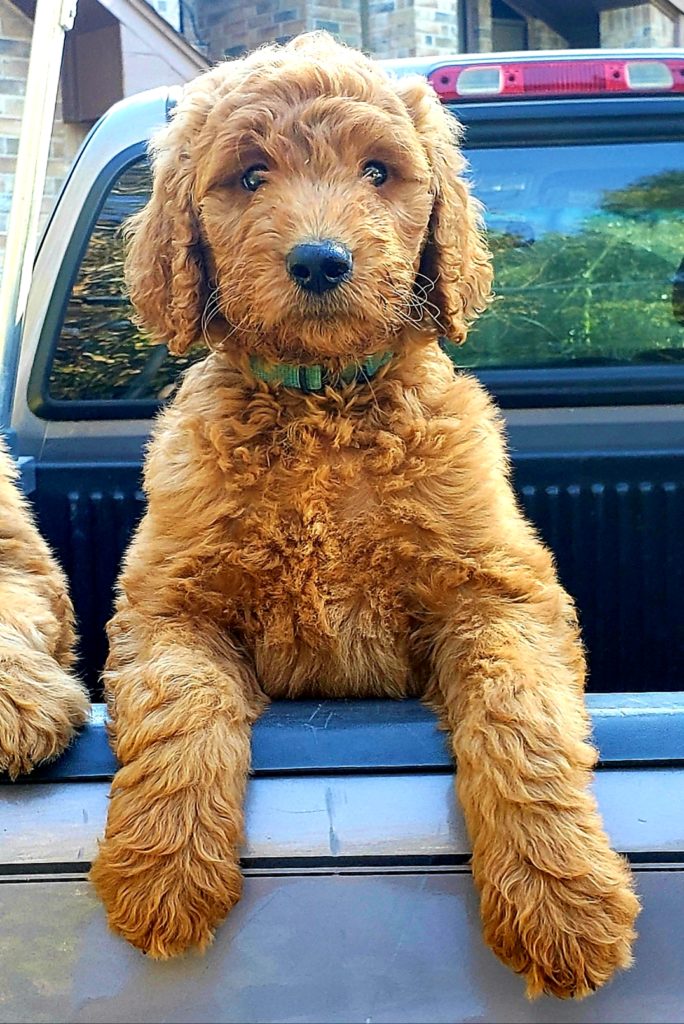 Shaggy wavy F1 goldendoodle puppy