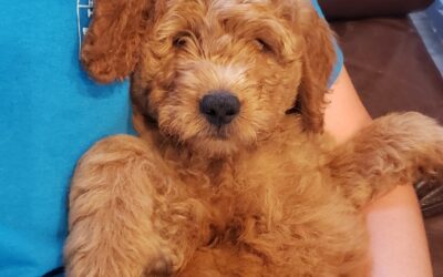 Adopt a Goldendoodle puppy this fall