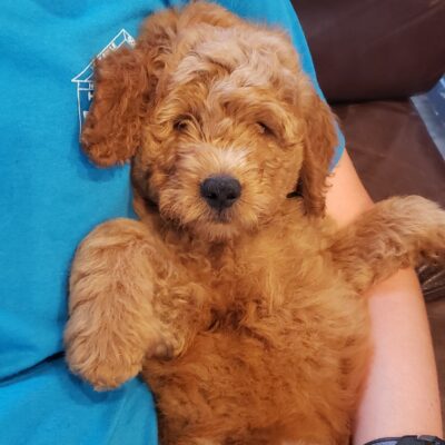 Adopt a Goldendoodle puppy this fall