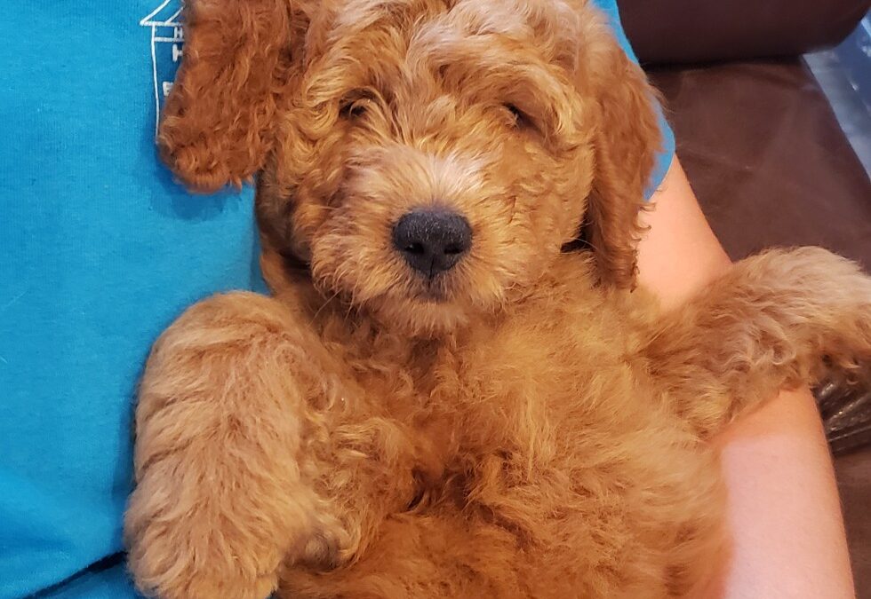 Adopt a Goldendoodle puppy this fall