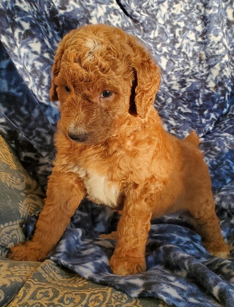 Red Goldendoodle Puppy in Houston