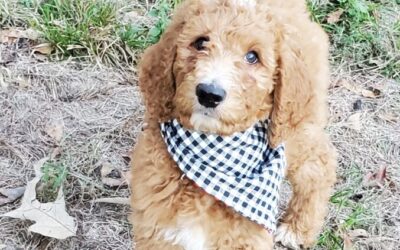 Male Goldendoodle Puppy Available – Houston